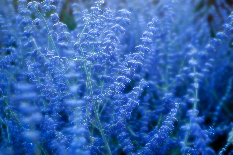 Lavender Blue Hair Dye - wide 6