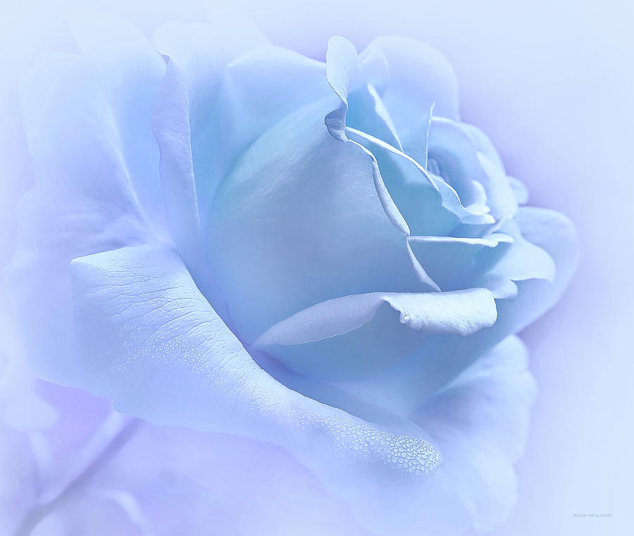 Lavender Blue Rose Flower Photograph by Jennie Marie Schell