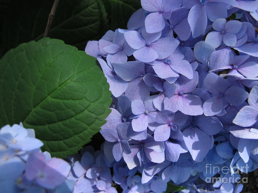 Lavender Bouquet Photograph by Arlene Carmel