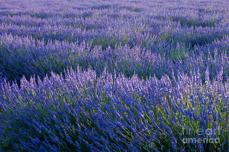Just Lavender Photograph by Brian Jannsen