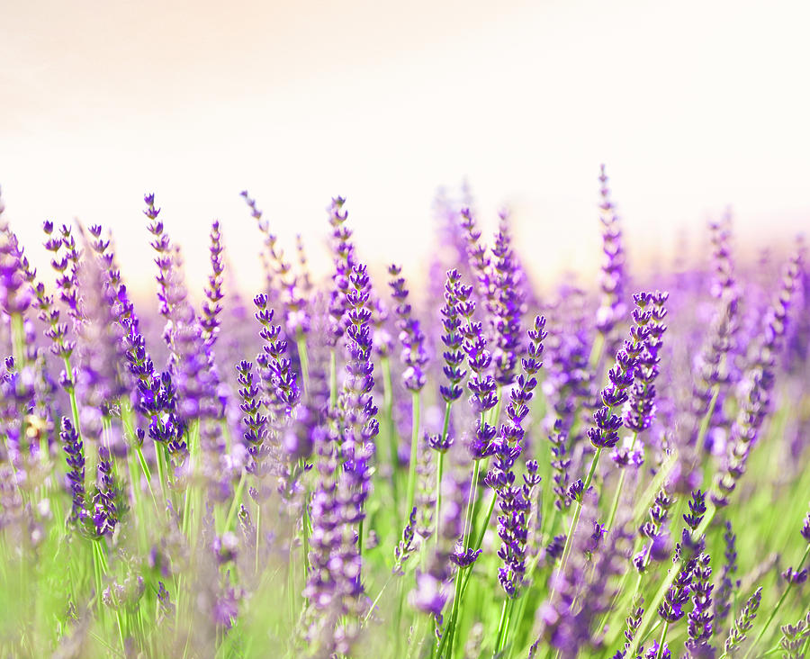 Lavender Photograph by Brzozowska
