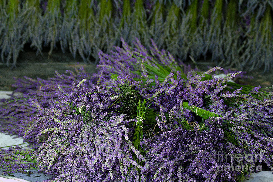 Lavender Bundles Photograph by Catherine Sherman