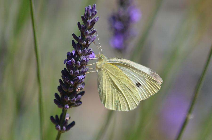 Lavender Butterfly Photograph by Anna Gardner | Fine Art America