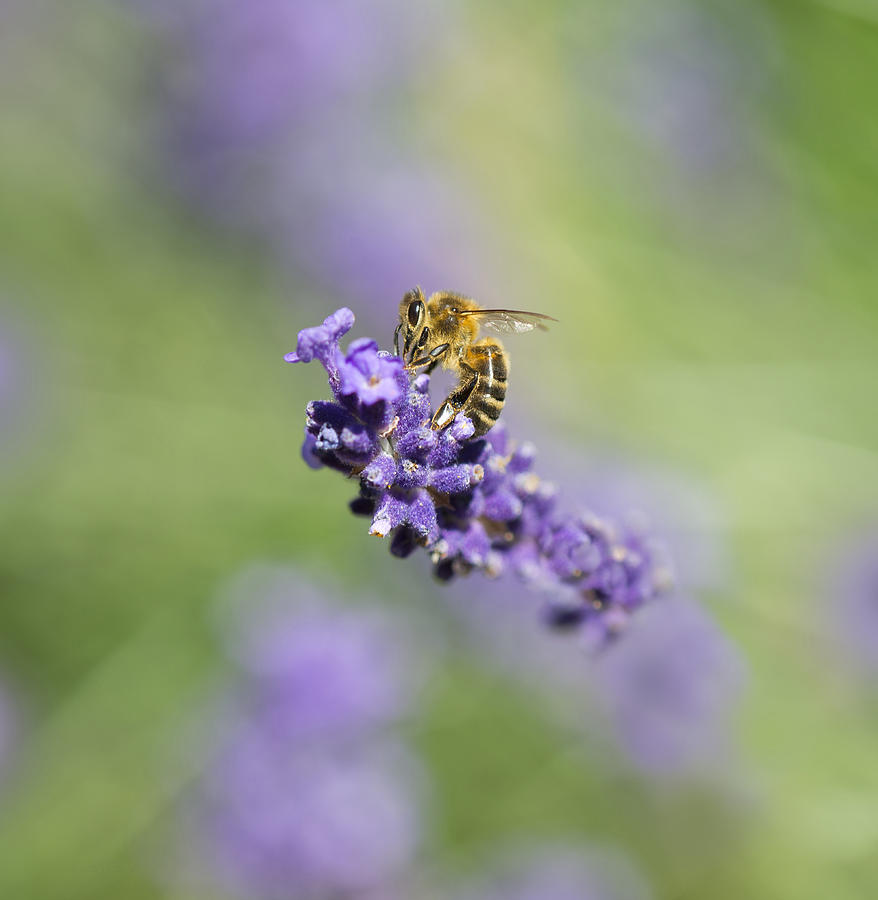 Lavender Buzz Photograph by Steven Poulton