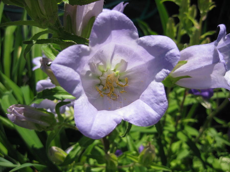 Lavender Campanella Bell Flower Photograph by Elisabeth Ann - Fine Art ...