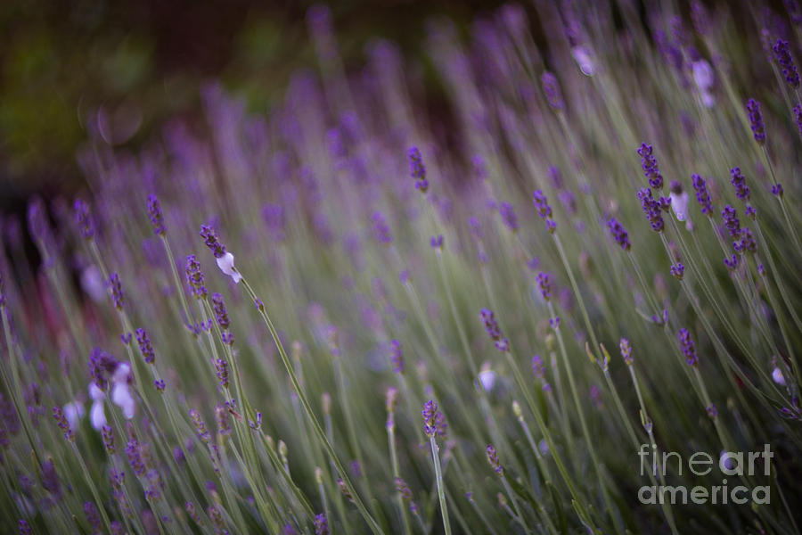 Lavender Photograph by Carrie Cole