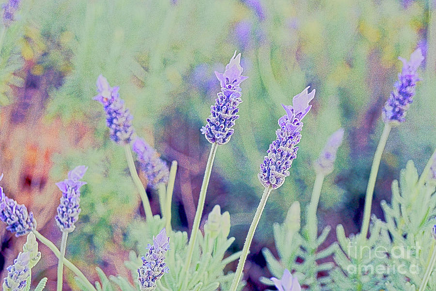 Lavender Photograph by Cassandra Buckley
