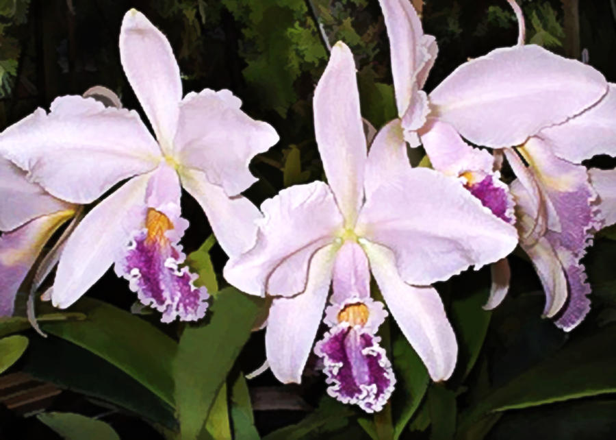 Orchid Painting - Lavender Cattleya Orchids by Elaine Plesser