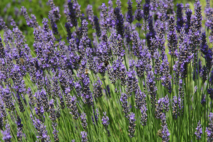 Lavender Photograph by Chevy Fleet