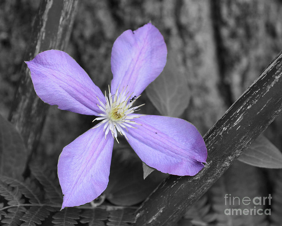 Lavender Clematis Flower Photograph by Smilin Eyes Treasures