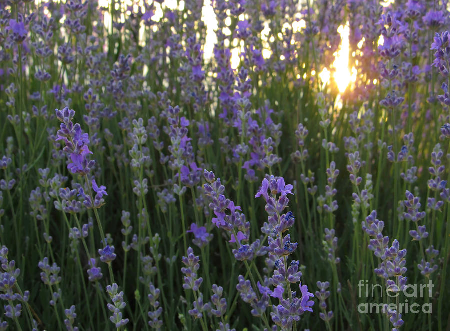 Nature Photograph - Lavender Close up with Sunlight by Kiril Stanchev
