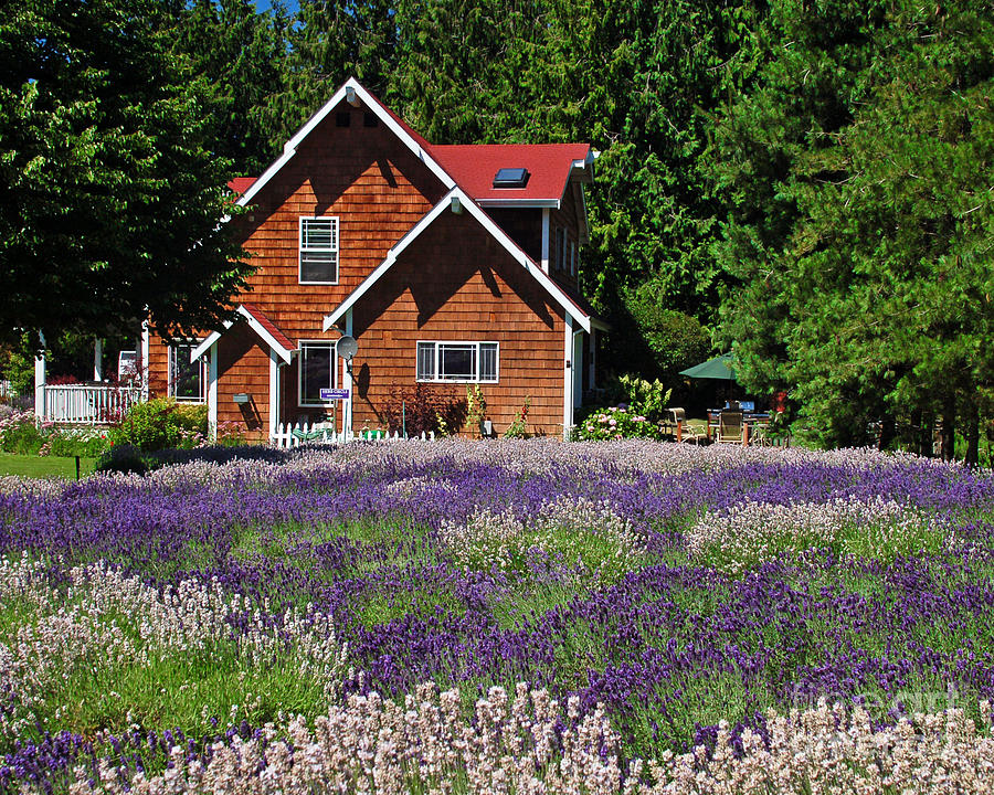 Lavender Cottage Photograph by Chuck Flewelling