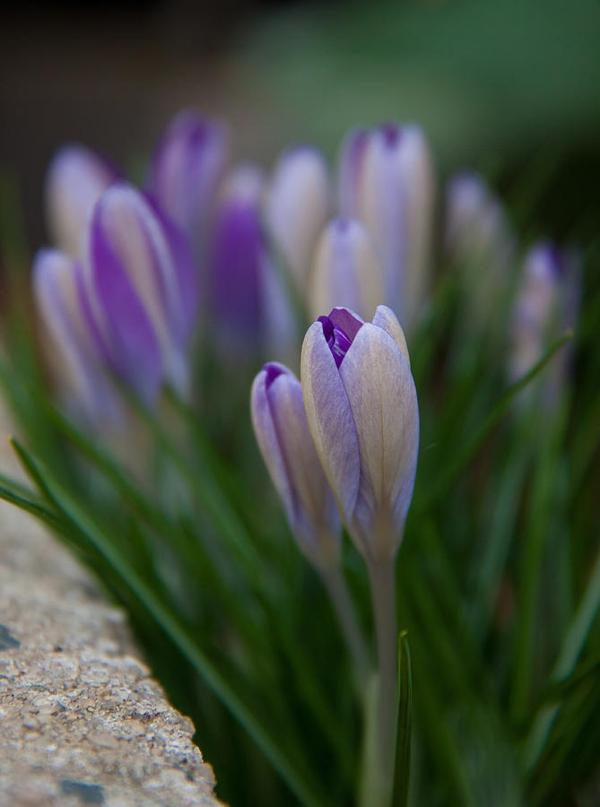 Spring Photograph - Lavender crocuses by Frank Tozier