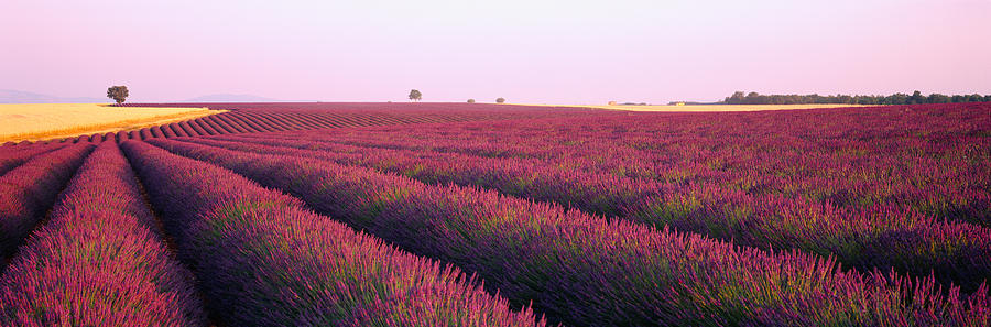 Lavender Crop On A Landscape, France Photograph by Panoramic Images