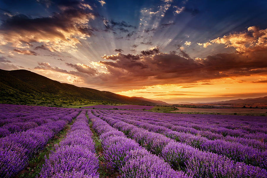 Lavender Dawn Photograph