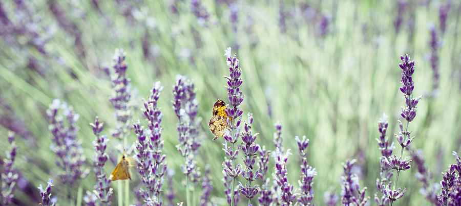Lavender Daze Photograph by Cathy Donohoue