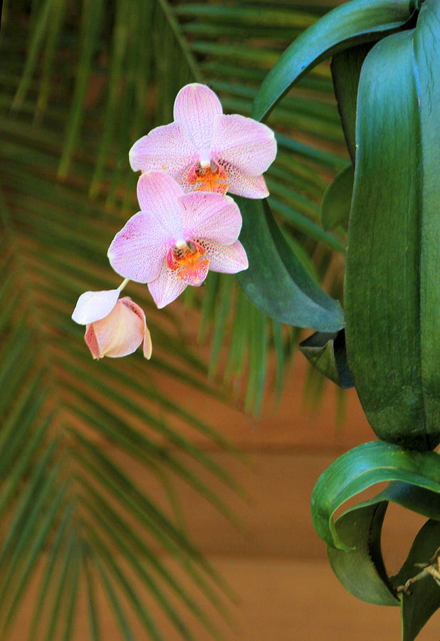 Orchid Photograph - Lavender Dendrobium Orchids by Rosalie Scanlon