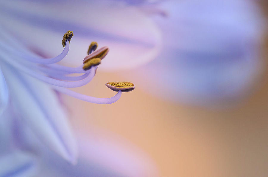 Nature Photograph - Lavender Dream 2 by Fraida Gutovich