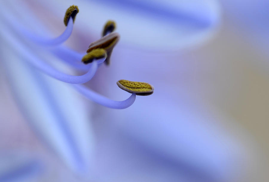 Lavender Dream Photograph by Fraida Gutovich