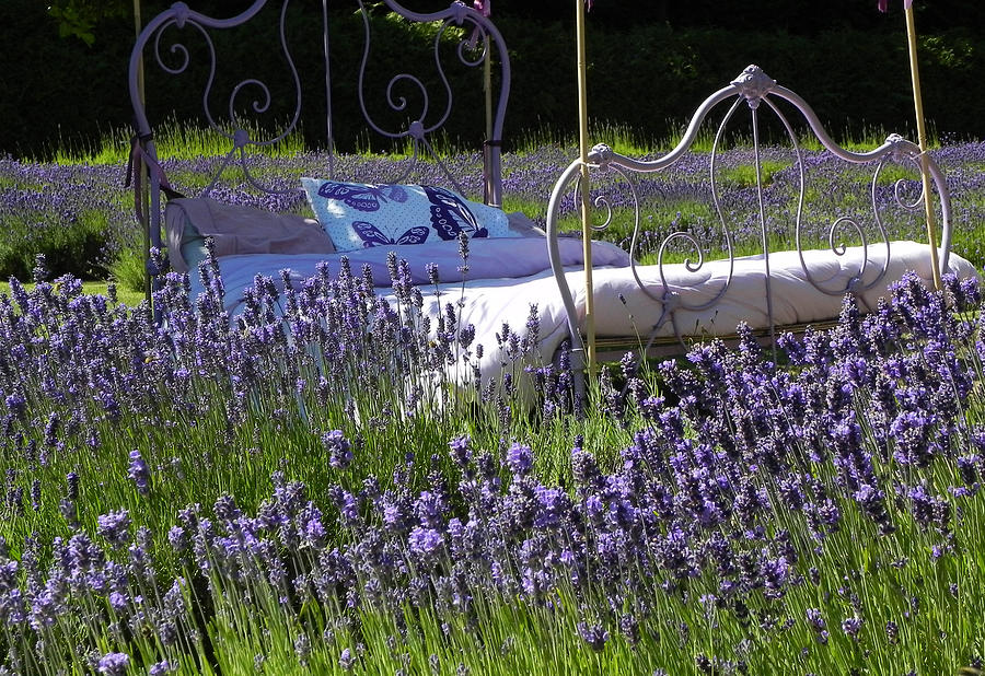 Lavender Dreams Photograph by Cheryl Hoyle