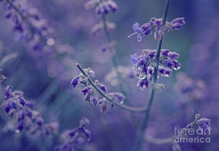 Nature Photograph - Lavender Dreams II by Mary  Smyth