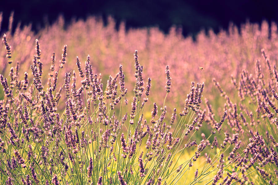 Lavender Dreams Photograph by Lynn Sprowl