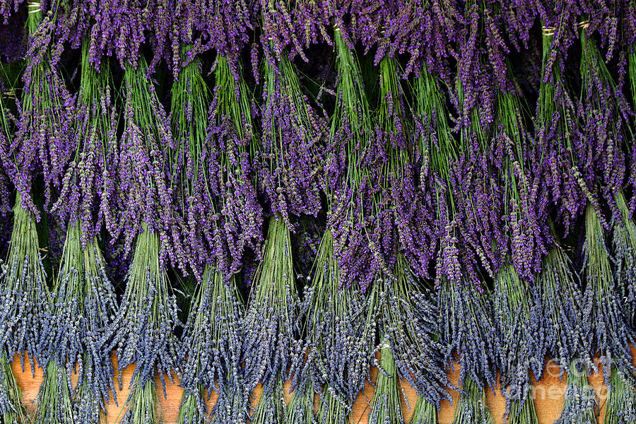 Lavender drying Rack Photograph by Catherine Sherman