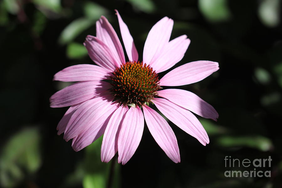 Lavender Echinacea Photograph by Donna L Munro