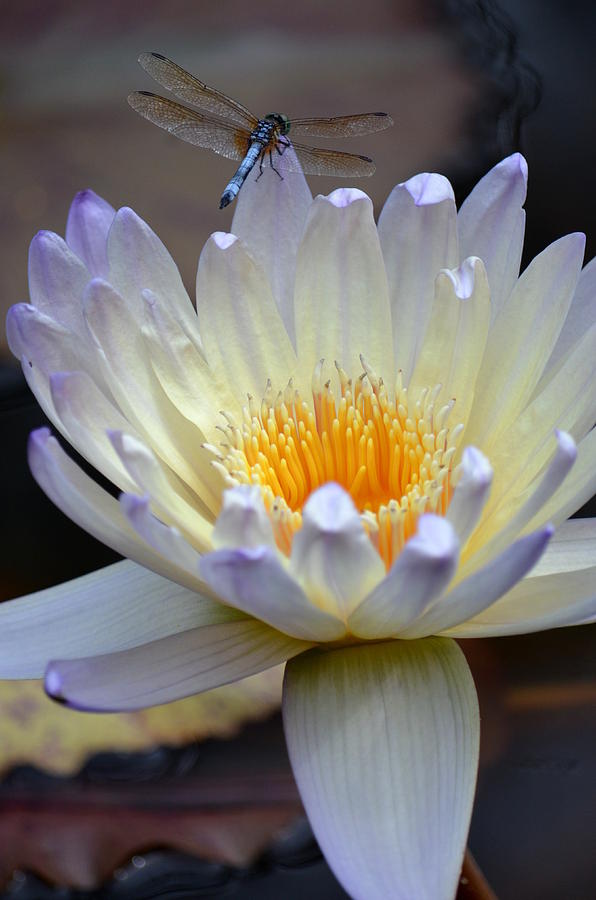 Lavender Edged Lotus Photograph by Maria Urso