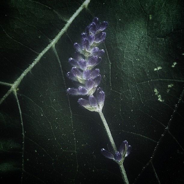 Lavender Photograph by Eli L