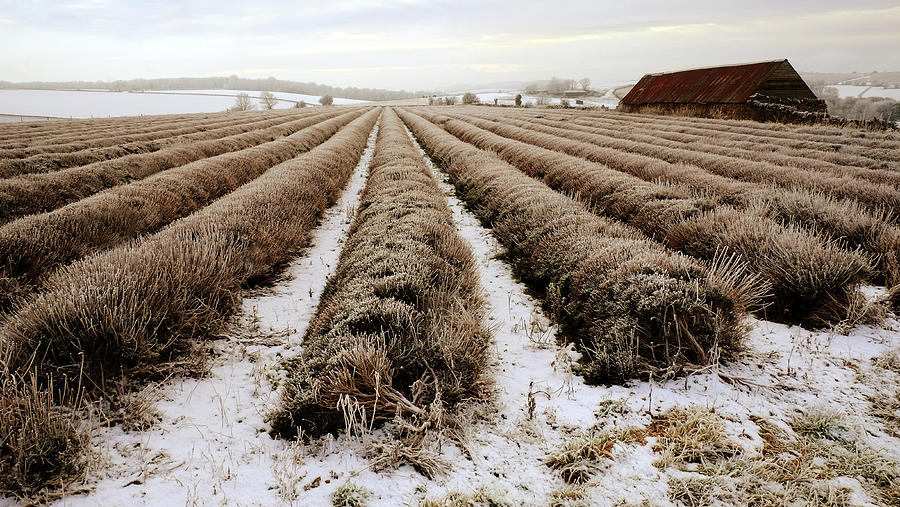 Lavender Farm And Winter Landscape Photograph by Andrew Lockie