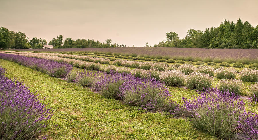Lavender farm Photograph by Nick Mares