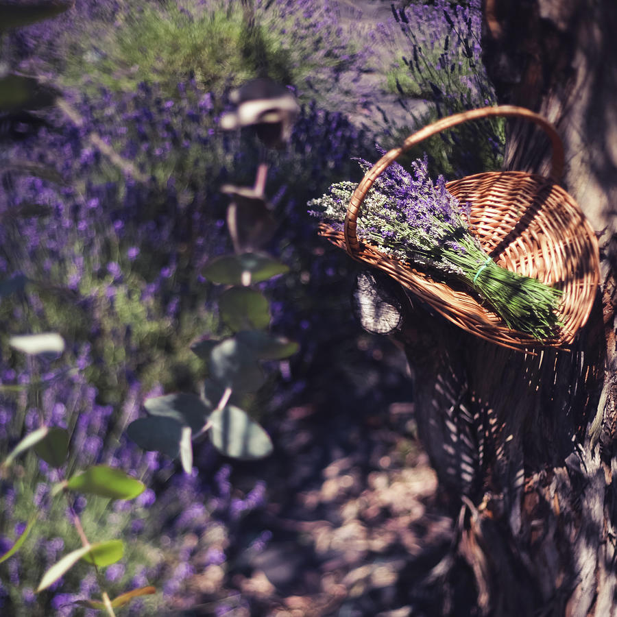 Lavender Farm Photograph by Photography By Tatiana Pavlova