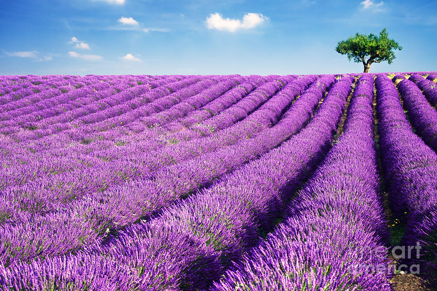 Lavender field and tree in summer Provence France. Photograph by Matteo Colombo