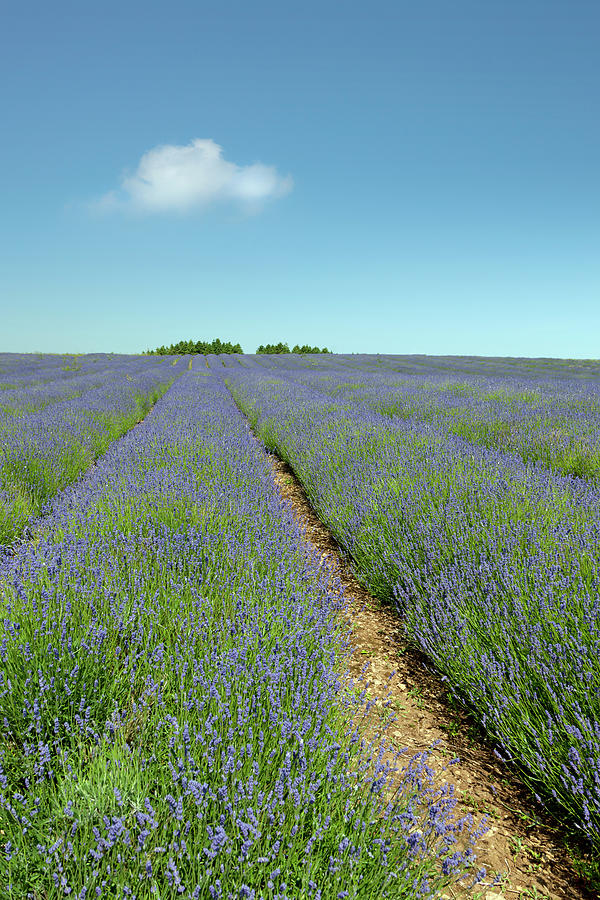 Lavender Field Photograph by Andrew Dernie