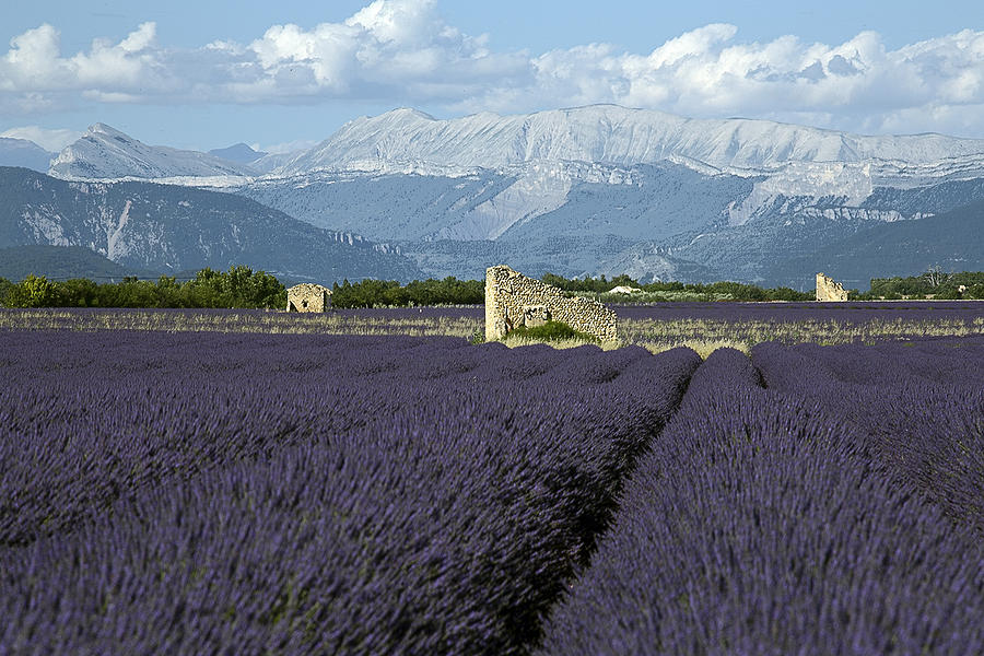 Lavender Field Photograph by Anthony Rossomando