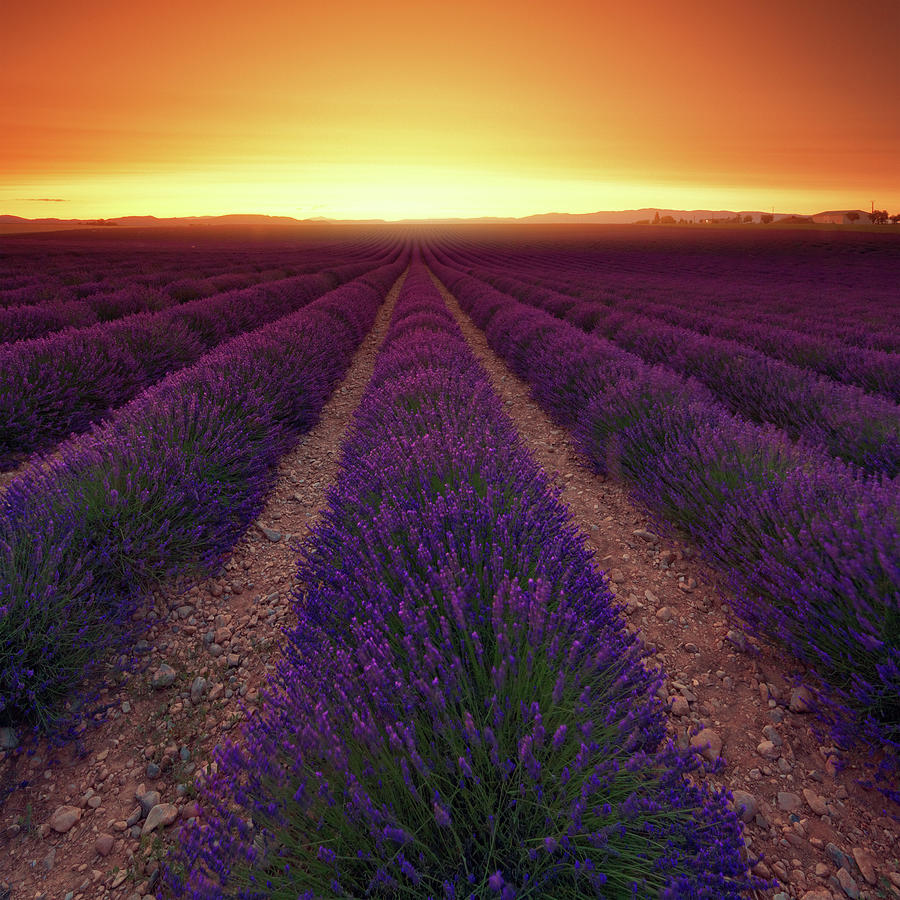 Lavender Field At Dusk Photograph by Mammuth