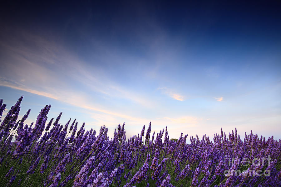 Lavender field at sunrise Photograph by Matteo Colombo
