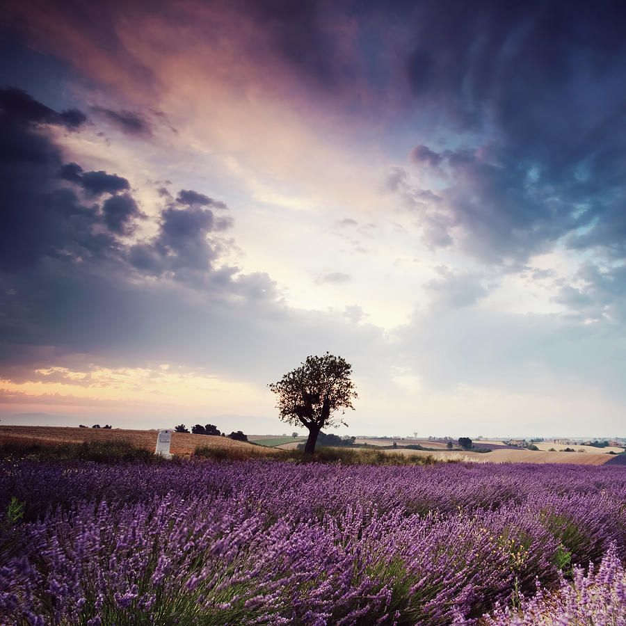 Lavender Field At Sunrise With Single Photograph by Matteo Colombo