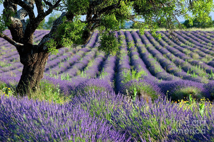 Lavender Field II - Lone Tree - Provence France Photograph by Brian Jannsen