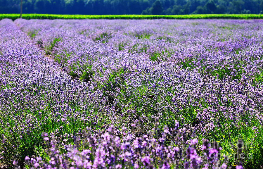 Lavender Field Photograph by Charline Xia