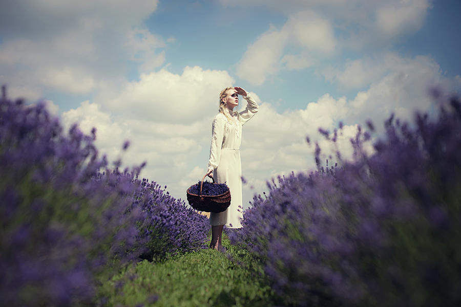 Flower Photograph - Lavender Field by Dorota G?recka