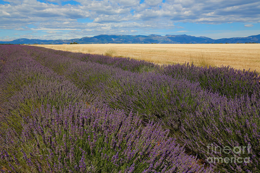 Farm Photograph - Lavender Field, French Provence by Adam Sylvester