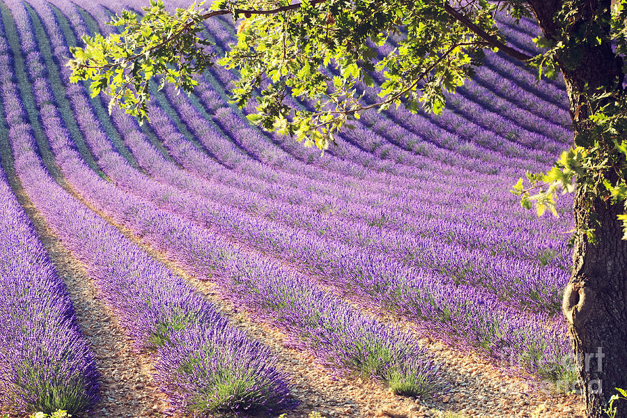 Lavender field in France Photograph by Matteo Colombo