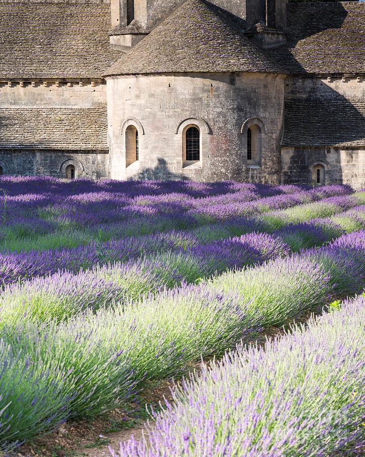 Landscape Photograph - Lavender field in front of Senanque abbey - Provence - France by Matteo Colombo