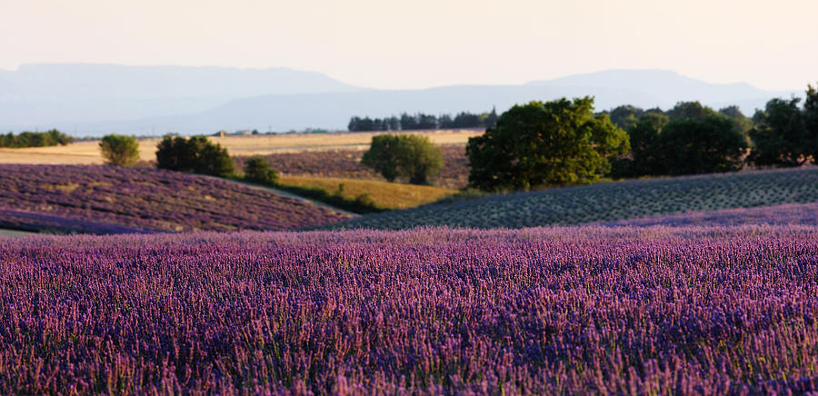 Lavender field in Provence Photograph by Alex Sukonkin