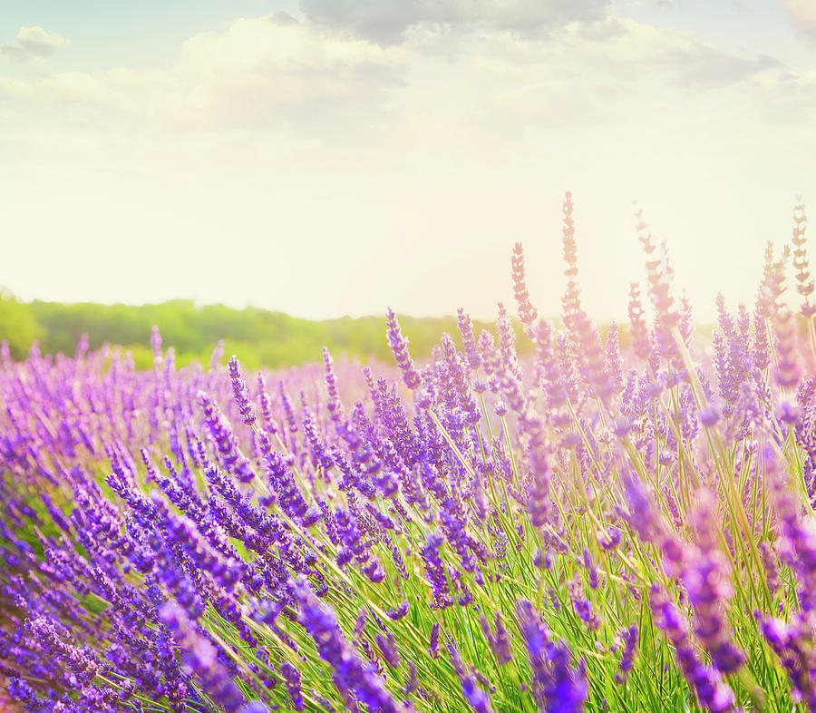 Lavender Field In Provence Photograph by Brzozowska