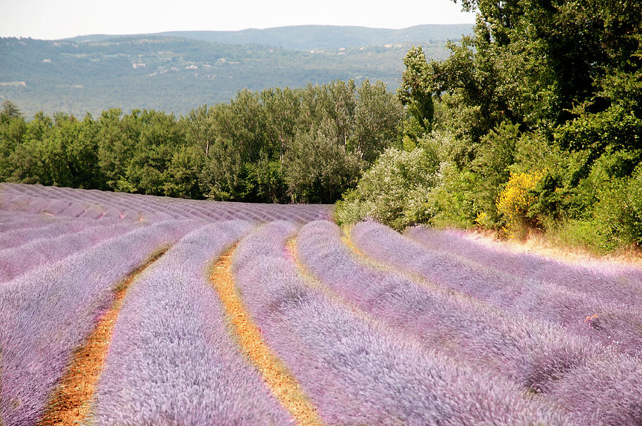 Lavender Field In Provence, France Photograph by Copyright By Bert Kohlgraf