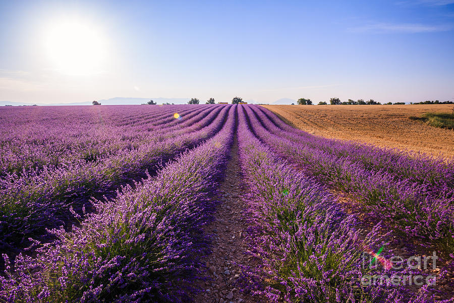 Lavender field in summer - Provence Photograph by Matteo Colombo