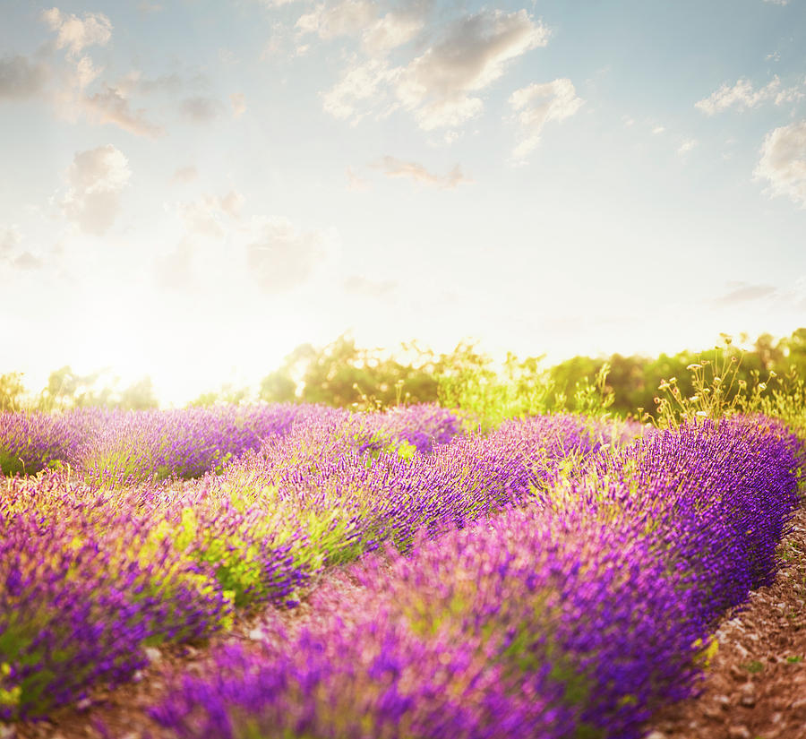 Lavender Field In Sunny Day Photograph by Brzozowska